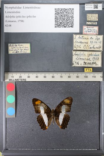 Media type: image;   Entomology 145146